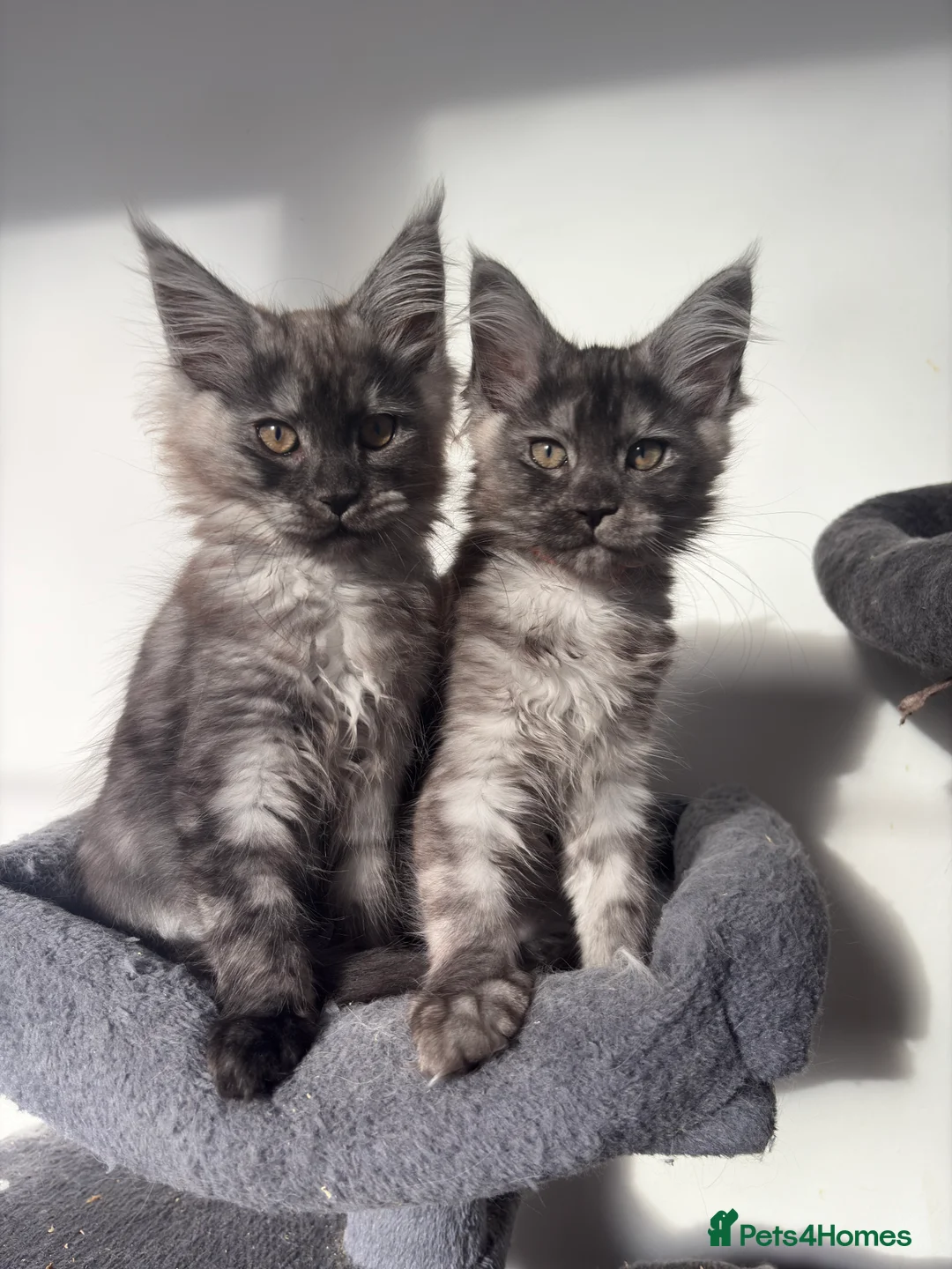 Maine Coon cats for sale: Maine coon kittens - Advert 3