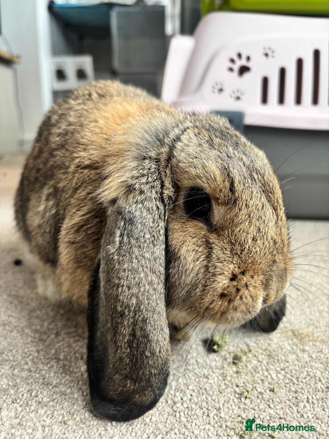 Mini Lop rabbits for sale: Bonnie & Brownie - Advert 2