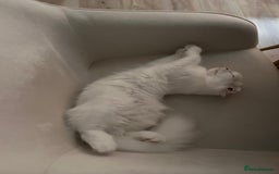 Scottish Fold cats for sale: Scottish Fold Long Hair White - Image 4