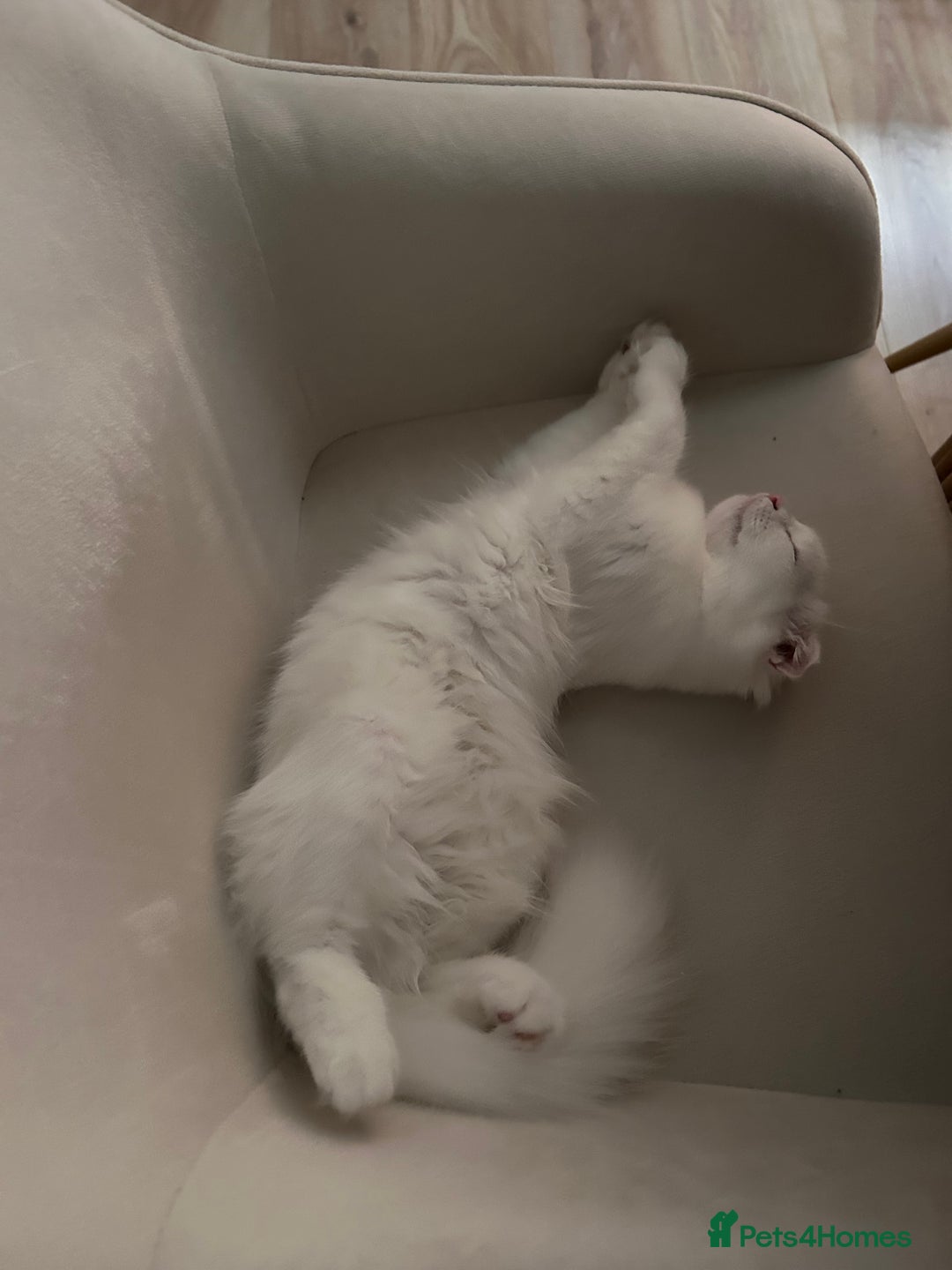 Scottish Fold cats for sale: Scottish Fold Long Hair White - Image 4
