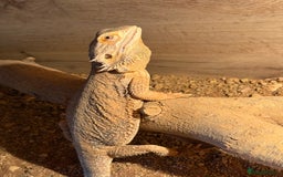 Bearded Dragon reptiles for sale: Bob 4 year old Beardie - Image 2