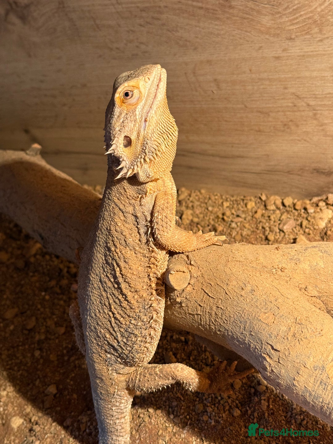 Bearded Dragon reptiles for sale: Bob 4 year old Beardie - Image 2