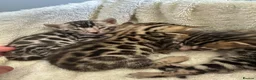Bengal cats for sale: Bengal kittens looking for a forever home  - Advert 7