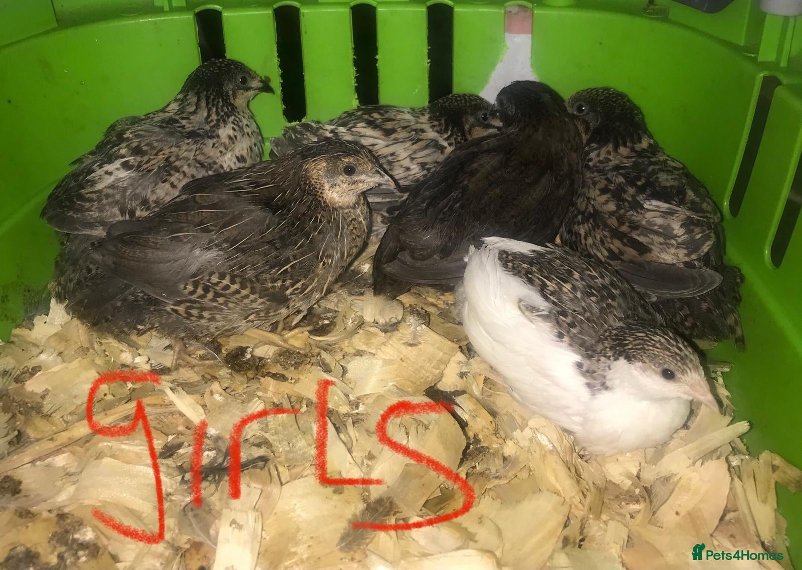 Quail poultry SEXED QUAILS/CHINESE PAINTED BUTTONS ! - Advert 8