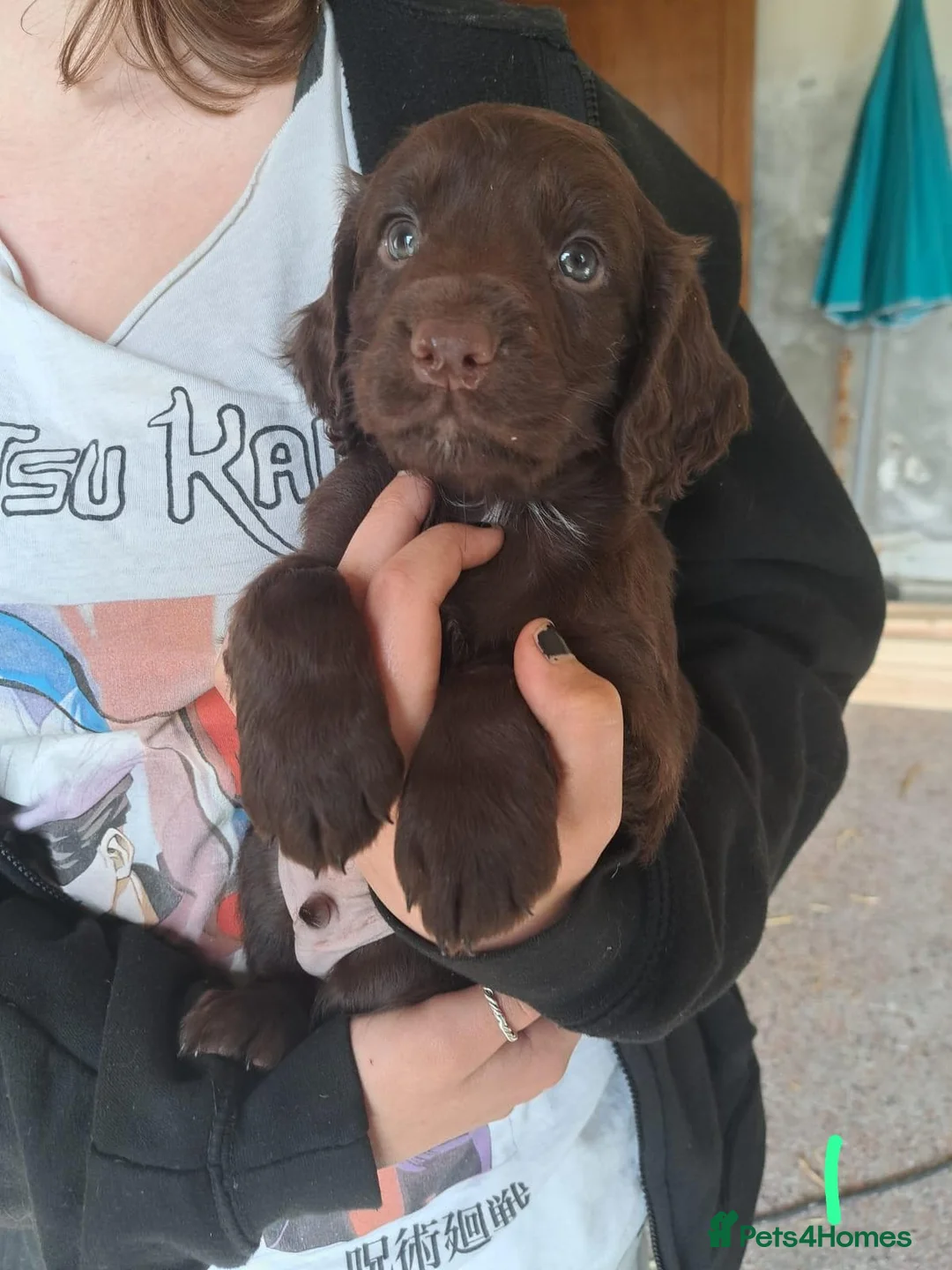 Cocker Spaniel dogs for sale: Working Cocker Spaniel Puppies  - Advert 2