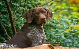 German Shorthaired Pointer dogs for sale: German Short Haired Pups - Serbian Blood Lines - Image 16