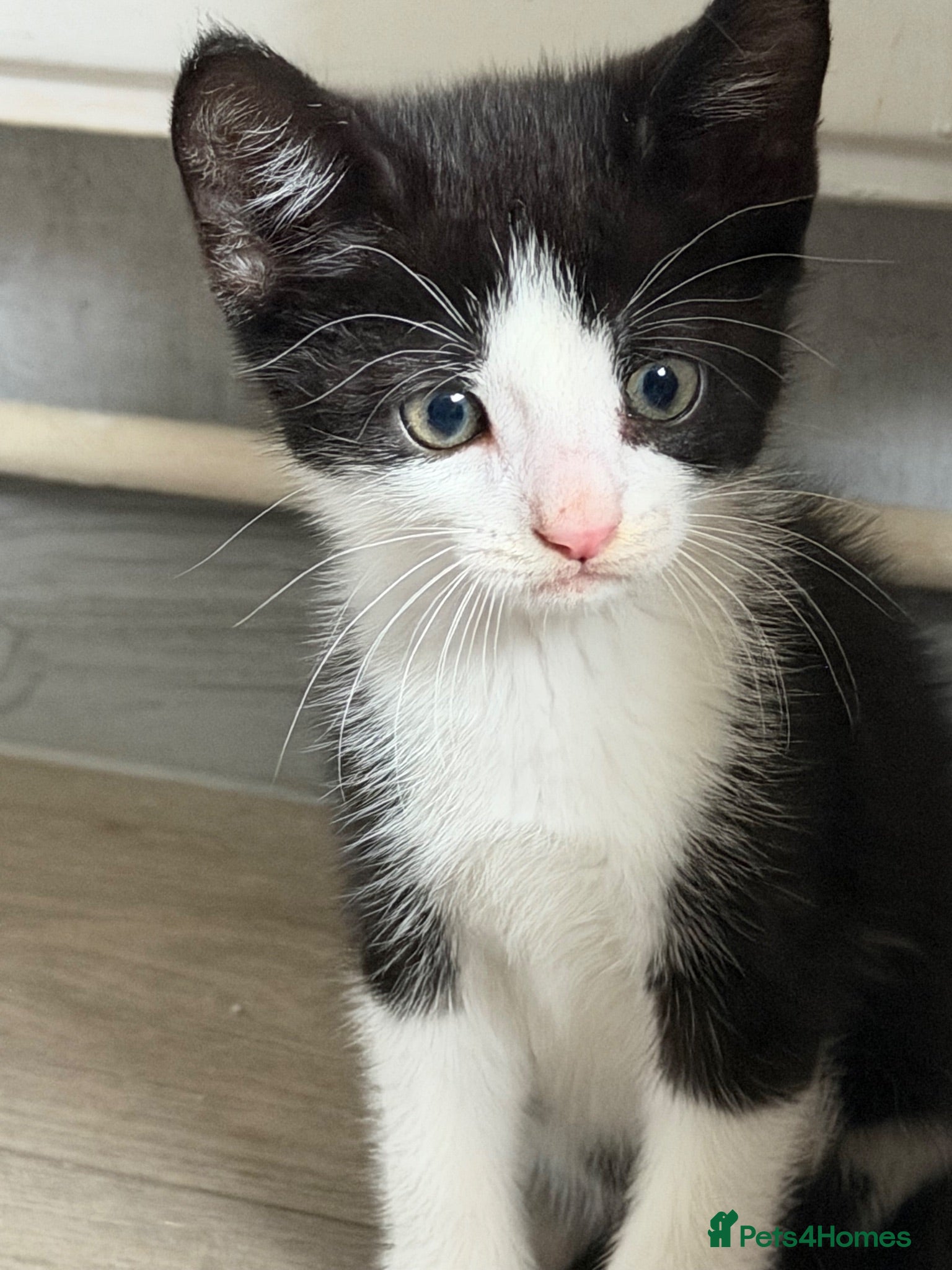 Mixed Breed cats Kittens Looking for a Loving Home  - Advert 14
