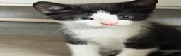 Mixed Breed cats for sale: Kittens Looking for a Loving Home  - Advert 13