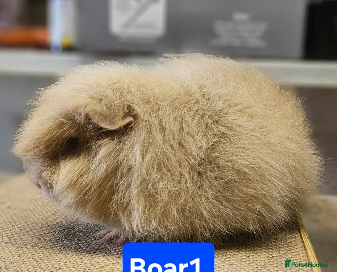 Guinea Pig rodents for sale: Beautiful females and males for sale  - Advert 1