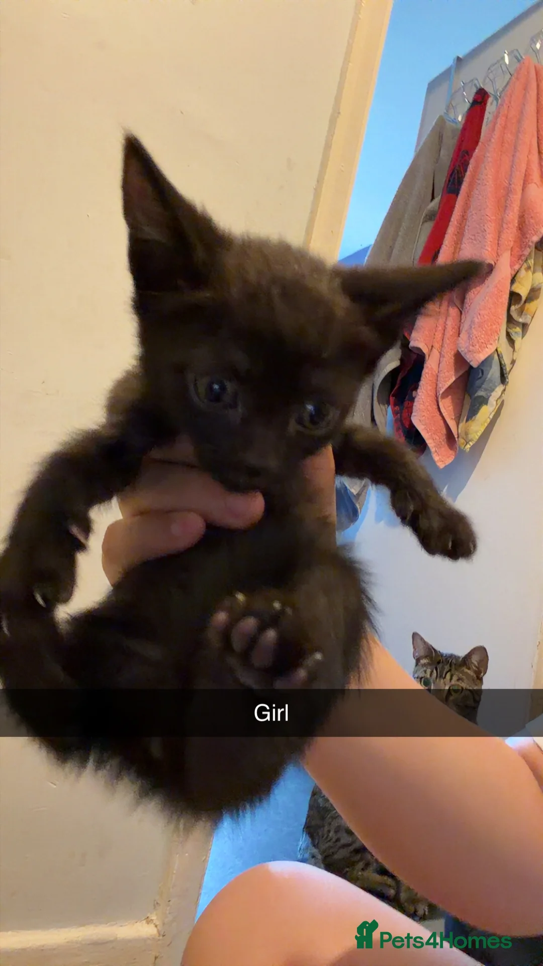 British Shorthair cats for sale: Tabby kittens - Advert 2