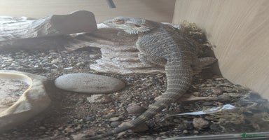 Bearded Dragon reptiles - Advert 5