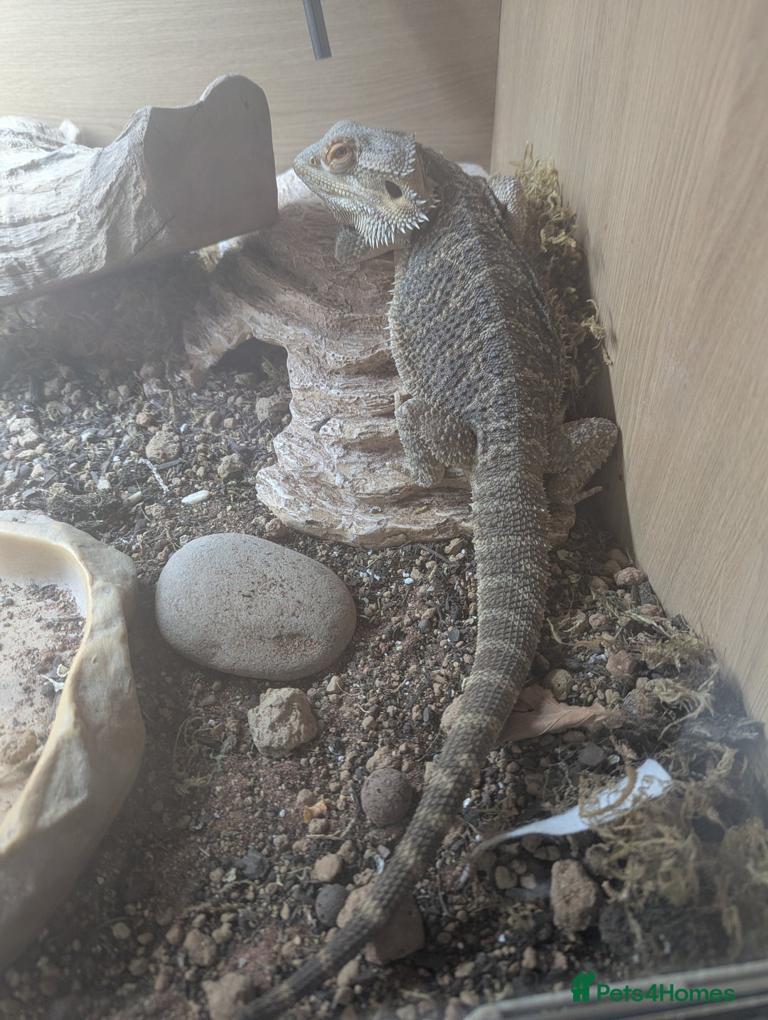 Bearded Dragon reptiles for sale: Charizard, two year old Bearded Dragon  - Image 3