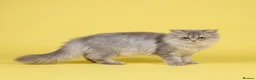 British Longhair cats for sale: TICA registered BLH & BSH Kittens - Advert 21