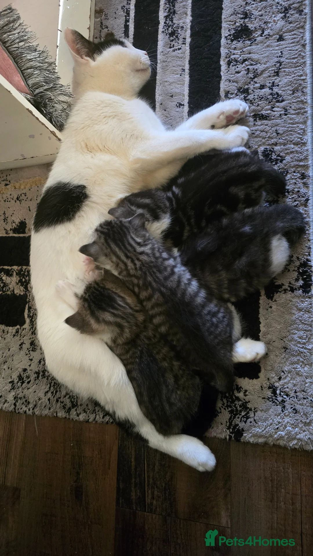 British Shorthair cats for sale: 7 week old British short hair silver tabby kitten in London - Advert 22