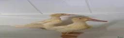 Mixed Breed birds for sale: Indian runner ducks - Advert 5