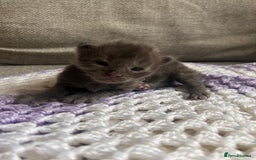 Maine Coon cats for sale: Maine coon x BSH babies  - Image 6