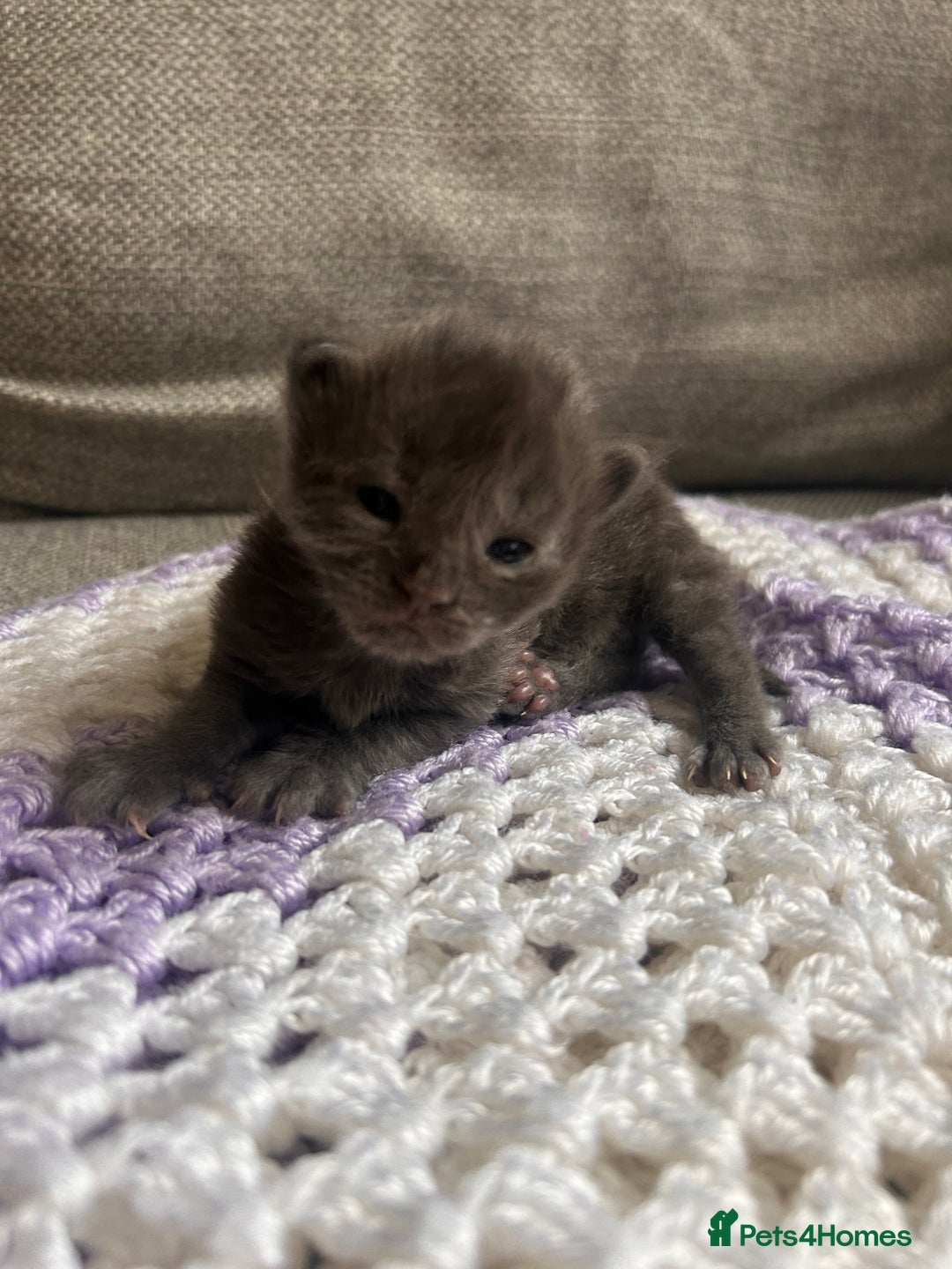 Maine Coon cats for sale: Maine coon x BSH babies  - Image 6
