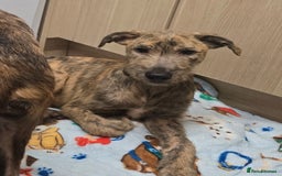 Lurcher dogs for sale: Brindle Lurcher Males ready now  - Advert 6