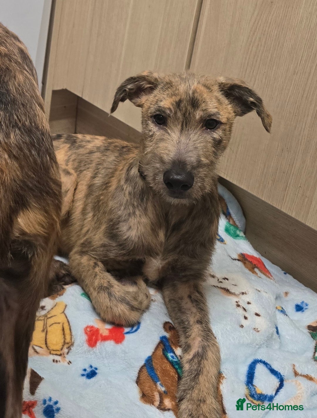 Lurcher dogs for sale: Brindle Lurcher Males ready now  - Advert 6