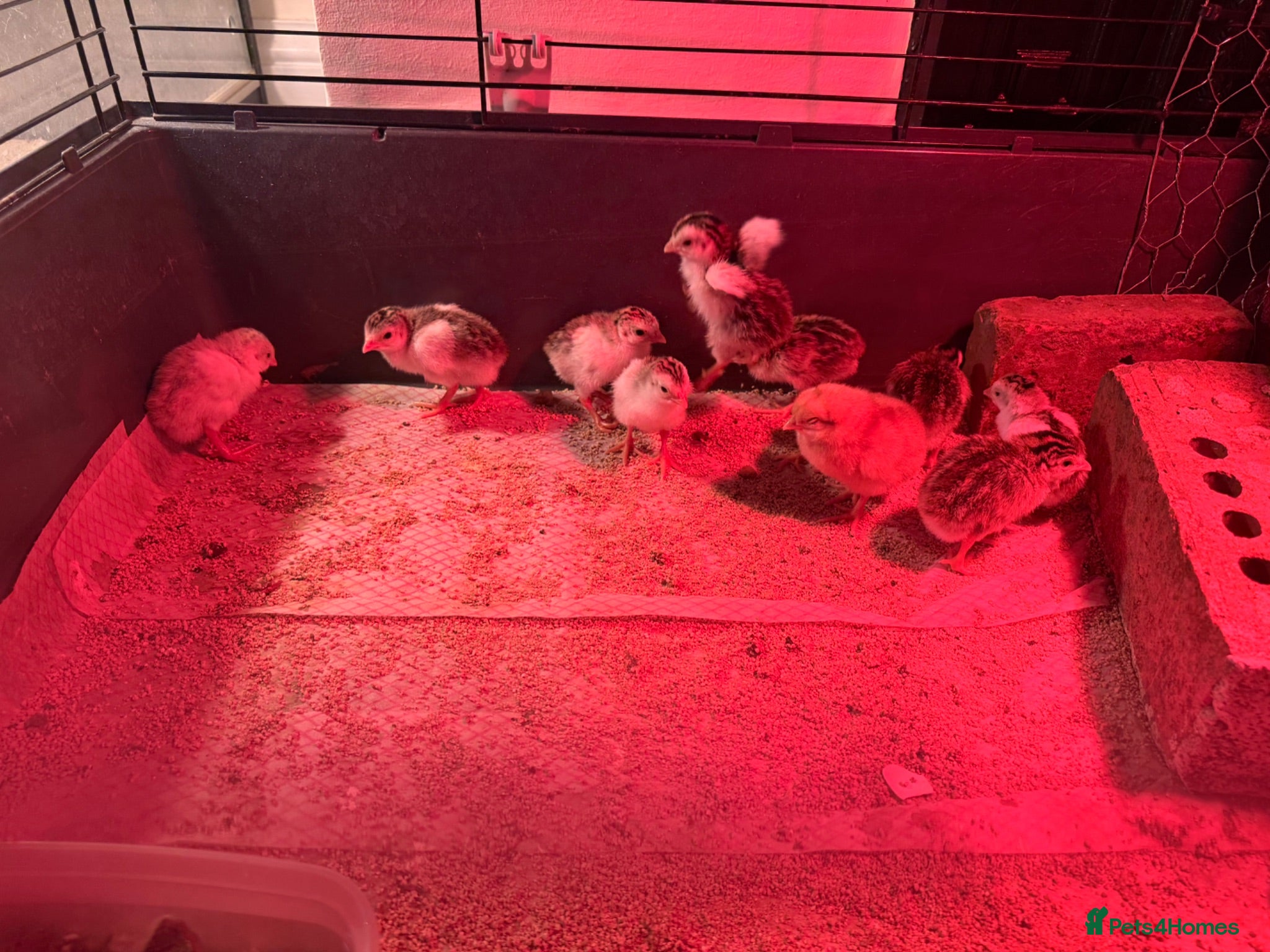 Guinea Fowl poultry Guinea fowl for sale - Advert 2