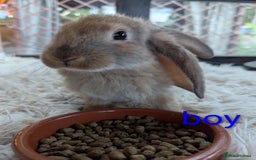 English Lop rabbits for sale: Lop mixed dot baby bunnies - Image 17