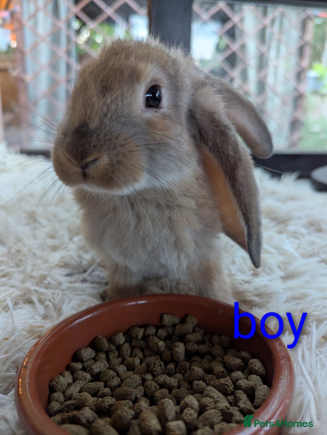 English Lop rabbits for sale: Lop mixed dot baby bunnies - Image 17