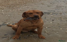 Labrador Retriever dogs for stud: Fox Red Labrador For Stud in Ashford - Image 8