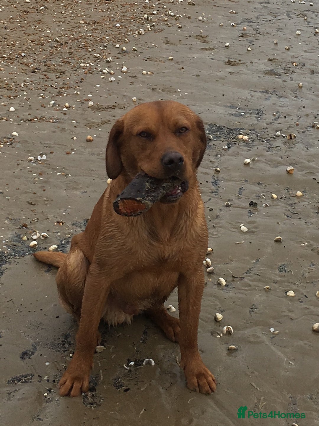 Labrador Retriever dogs for stud: Fox Red Labrador For Stud in Ashford - Image 8