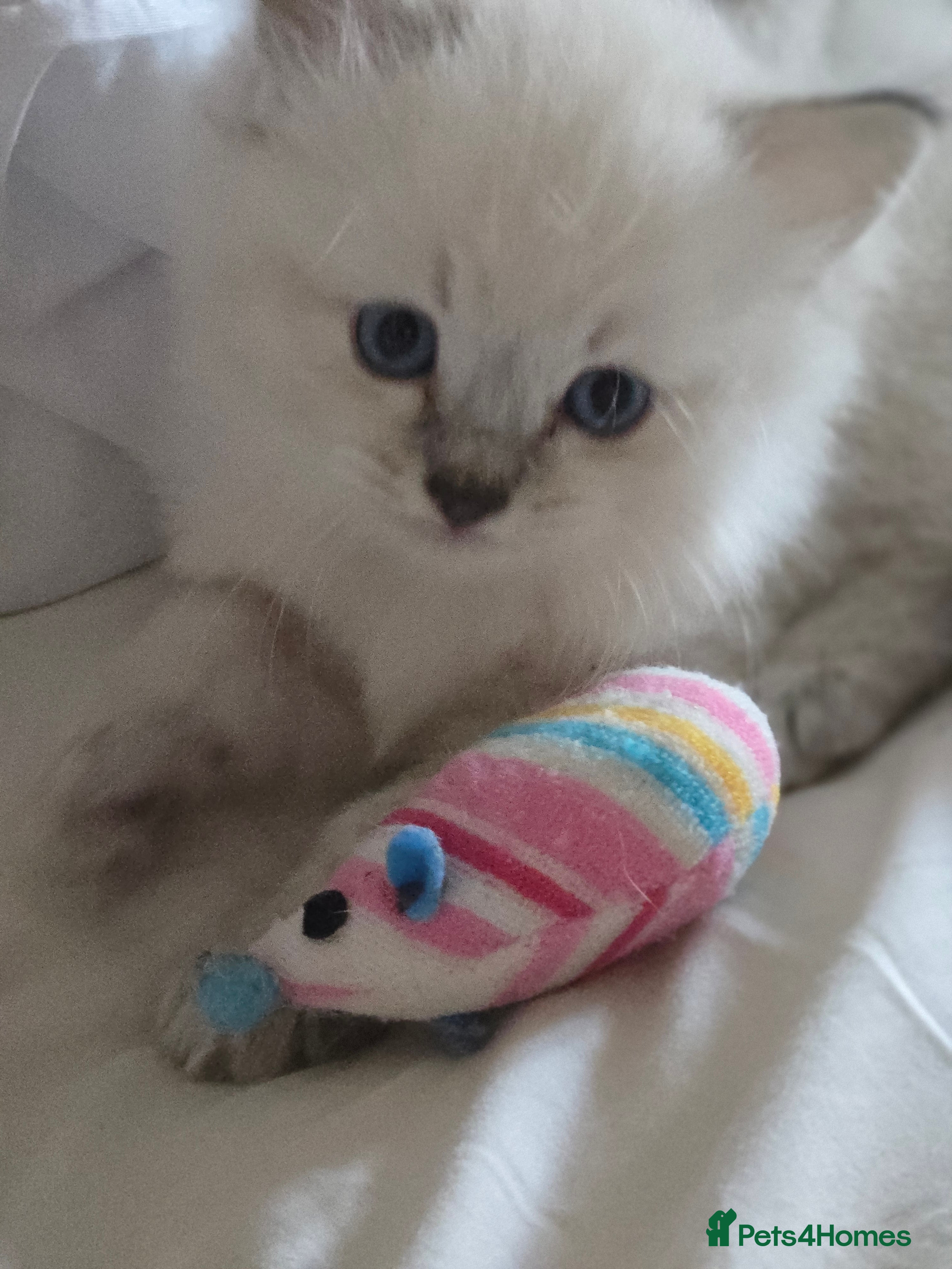 Ragdoll cats Four beautiful Ragdoll kittens - Advert 2