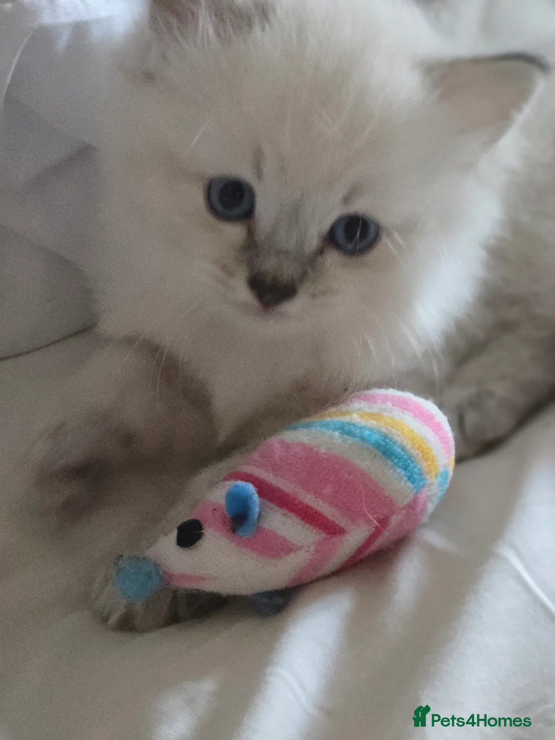 Ragdoll cats for sale: Four beautiful Ragdoll kittens in Somerton - Advert 2