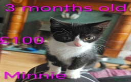 Khao Manee cats for sale: Mixed price Khao Manee kittens  - Image 1