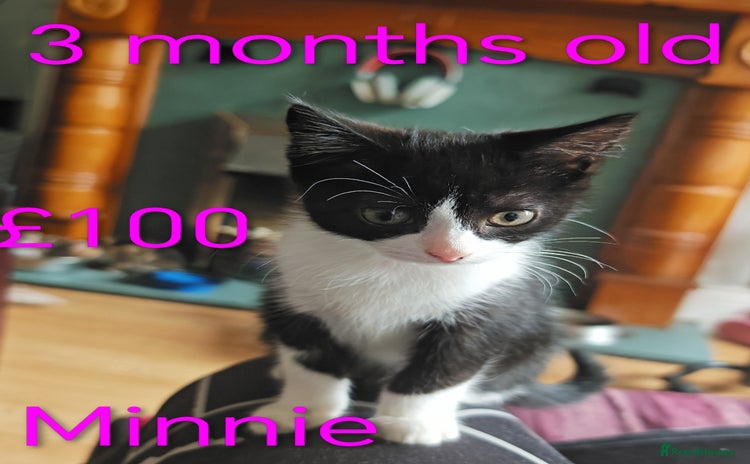 Khao Manee cats - Advert 1