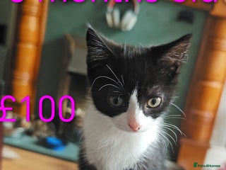 Khao Manee cats - Advert 1