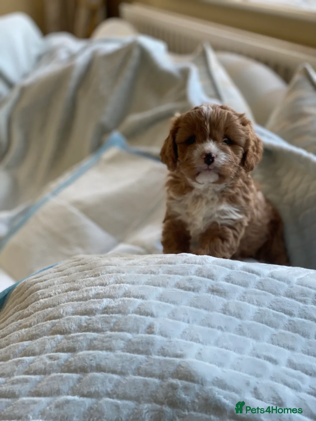Cavapoo dogs for sale: Stunning F1 Cavapoo Girl Puppy - Advert 6