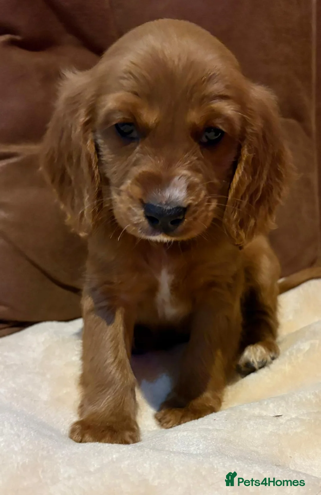 Cockalier dogs for sale: Adorable cockaliers  - Advert 33