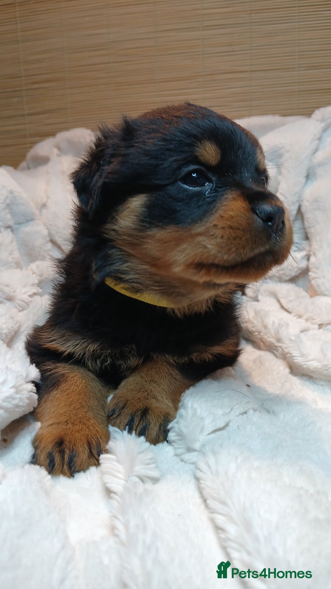 Rottweiler dogs for sale: Rottweiler Puppies for Sale - Advert 7