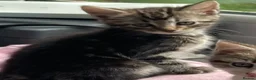 Mixed Breed cats for sale: Kittens -Ready now - Advert 12