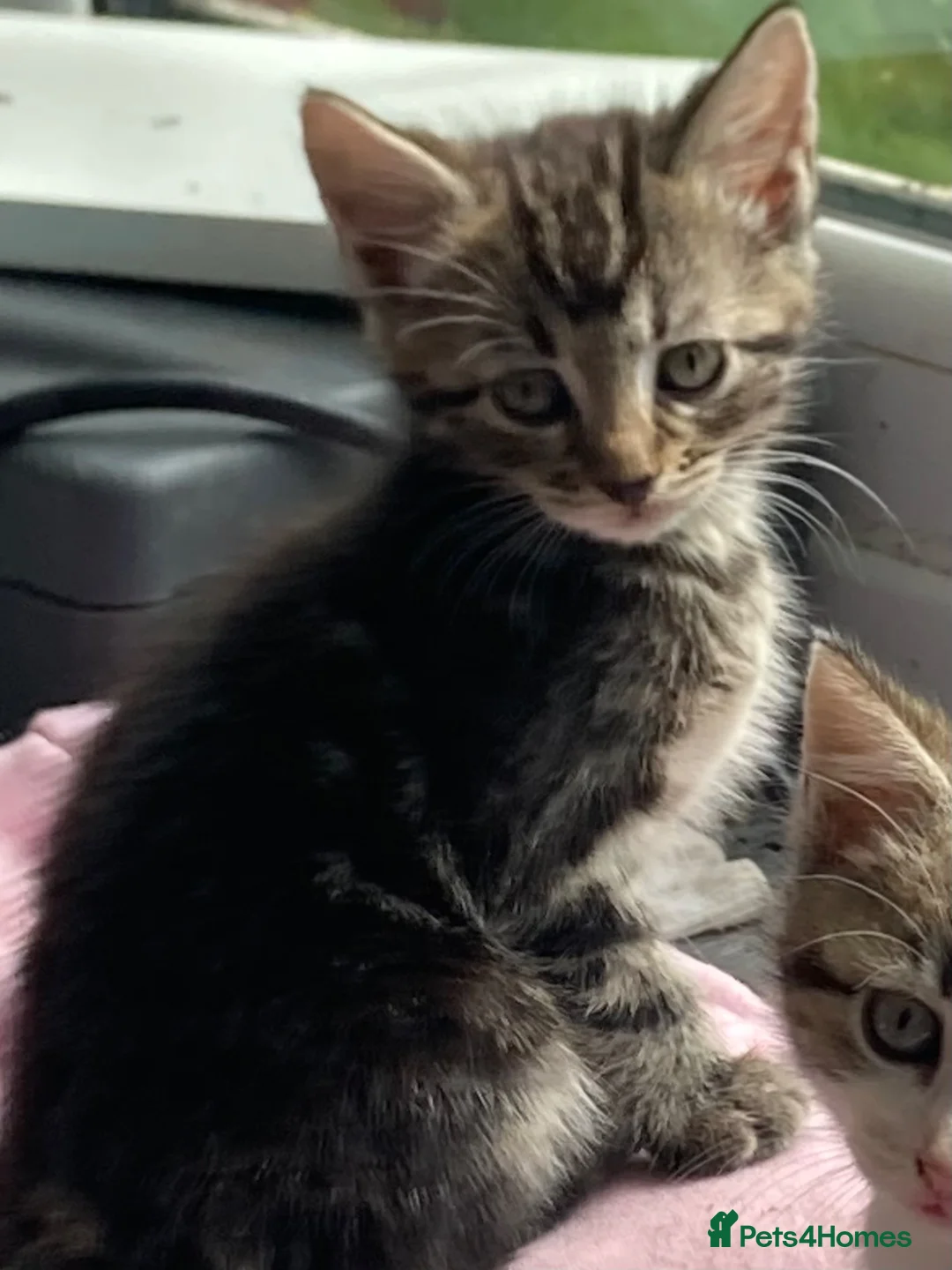 Mixed Breed cats for sale: Kittens -Ready now - Advert 12