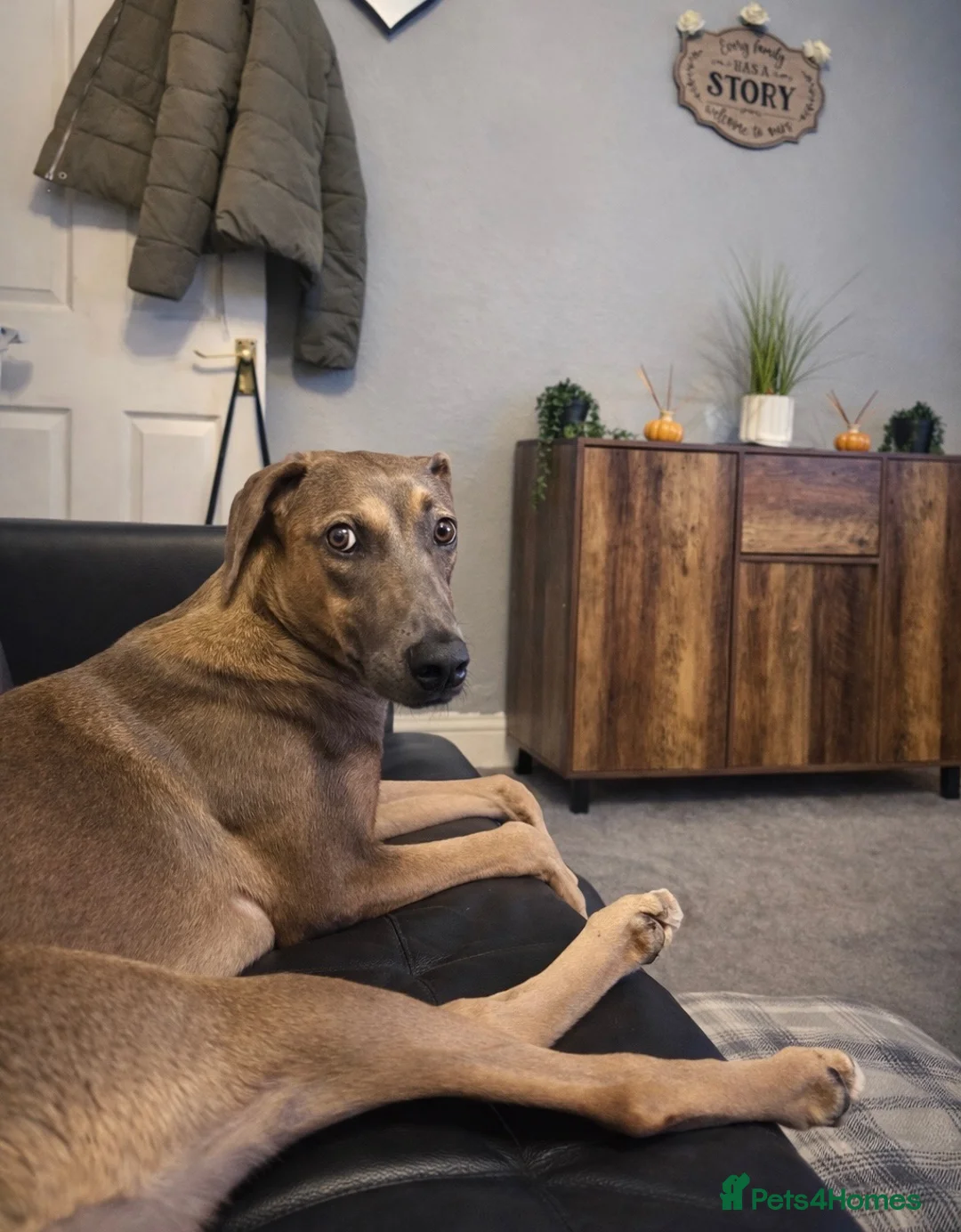 Mixed Breed dogs for sale: 6 month old puppy- greyhound mix cane corso  - Advert 1