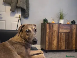 Mixed Breed dogs 6 month old puppy- greyhound mix cane corso - Advert 2