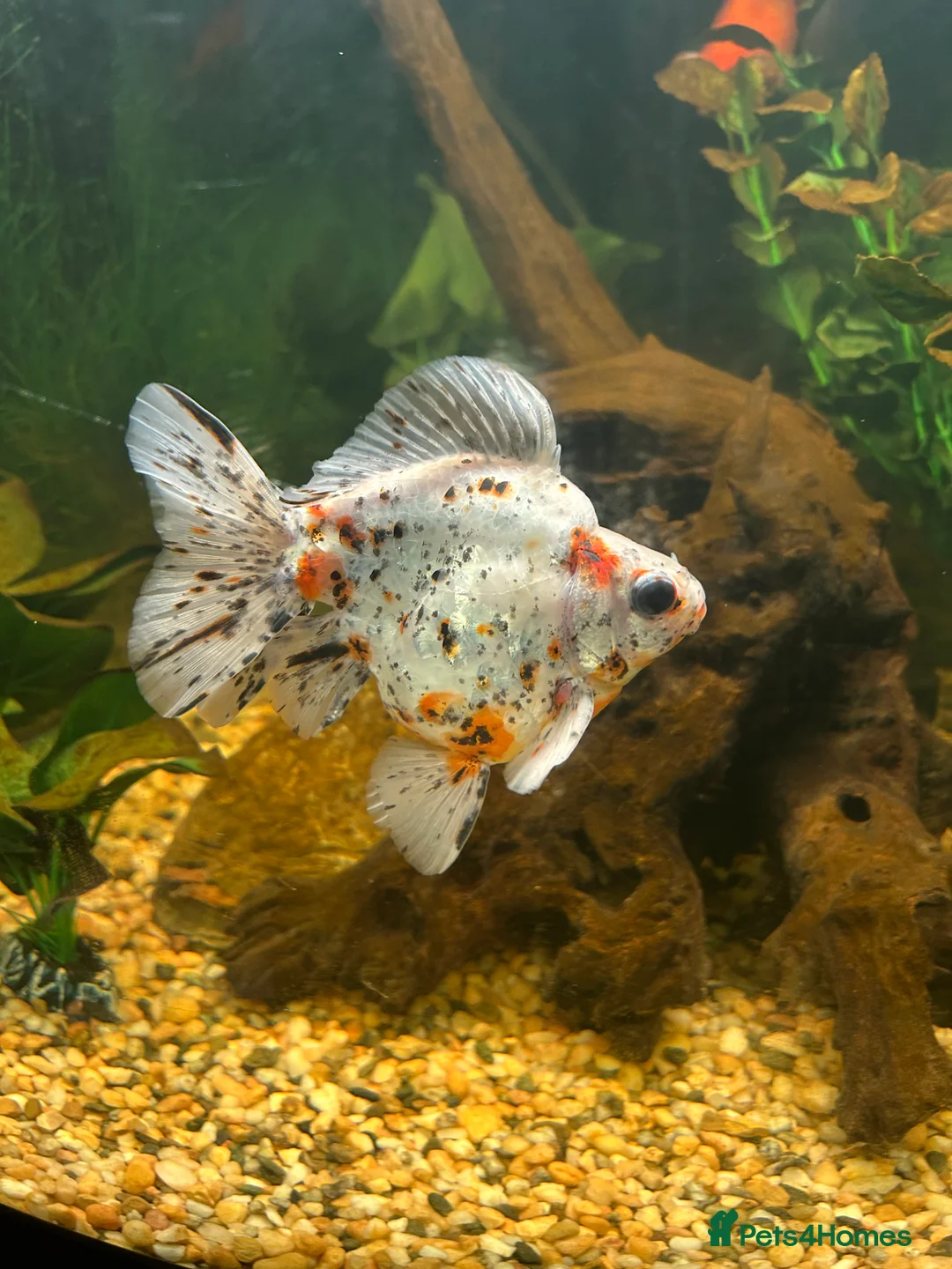 Fancy Goldfish fish for sale: Fancy goldfish one white and one orange  - Advert 4