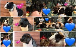 Guinea Pig rodents for sale: Beautiful Baby Guineapigs  - Image 1