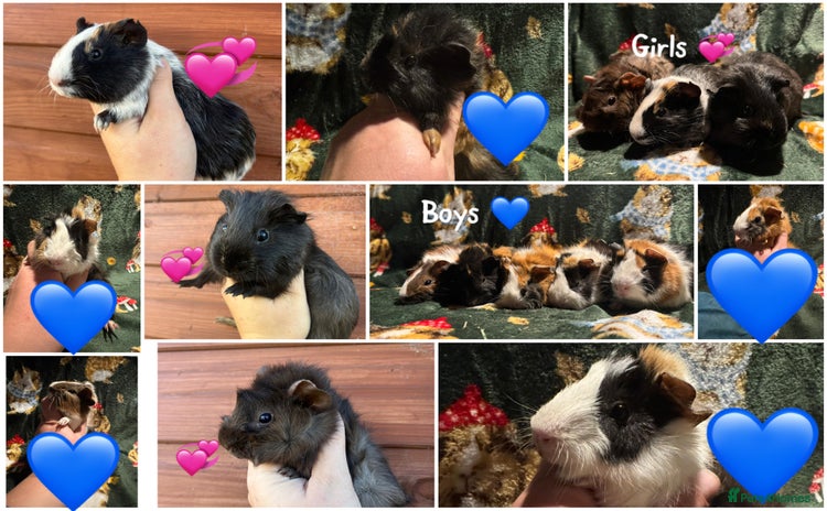Guinea Pig rodents - Advert 1