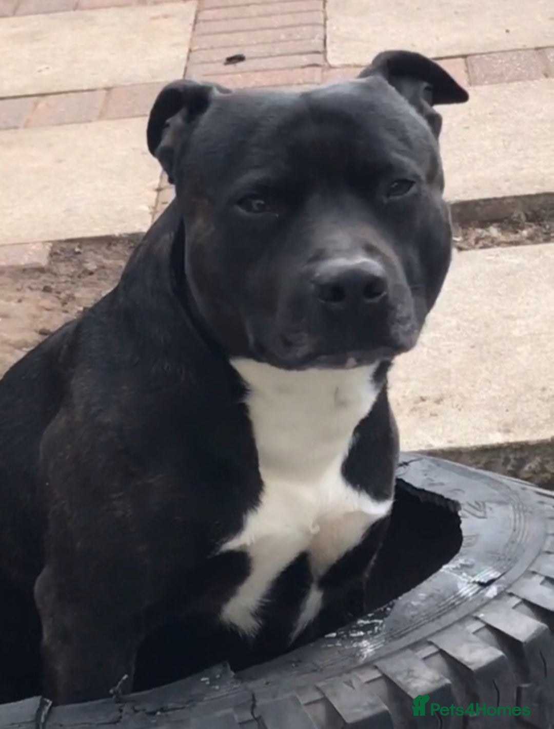 Staffordshire Bull Terrier dogs for stud: Quality STUD carries blue, red and tri gene  - Advert 8