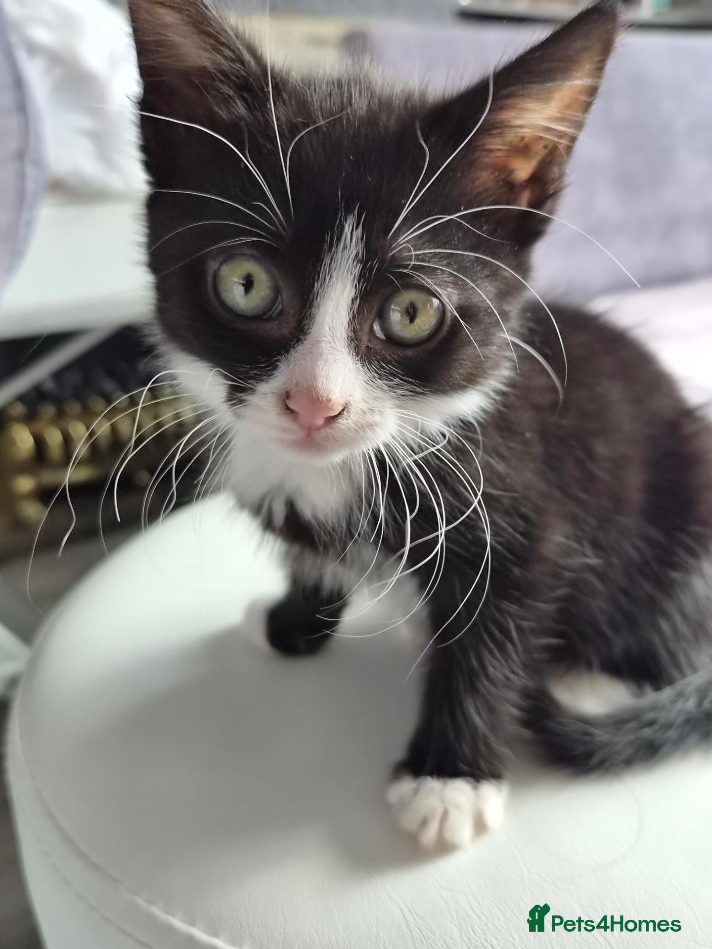Mixed Breed cats Female kittens for sale - Advert 5