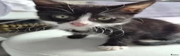 Mixed Breed cats for sale: Female kittens for sale in Wakefield - Advert 1