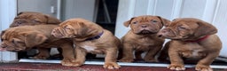 Dogue De Bordeaux dogs for sale: 2 BITCHES!LEFTFULL PEDIGREE 🦁 dogue de Bordeaux  - Advert 2