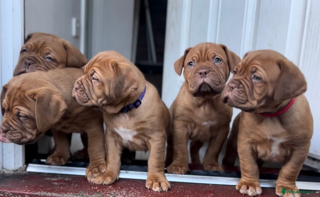 Dogue De Bordeaux dogs for sale: 2 BITCHES!LEFTFULL PEDIGREE 🦁 dogue de Bordeaux  - Advert 2