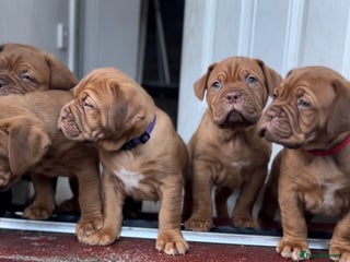 Dogue De Bordeaux dogs 2 BITCHES!LEFTFULL PEDIGREE 🦁 dogue de Bordeaux - Advert 4