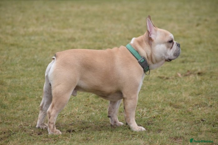 French Bulldog dogs for stud in Harpenden - Advert 3